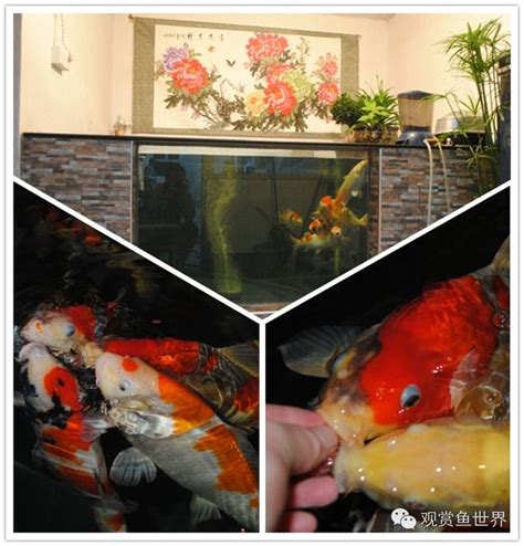 錦鯉魚缸|缸養錦鯉五大技巧：打造健康活潑的水族寵物